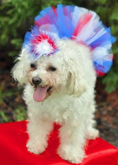Doggie Tutus for All Occasions