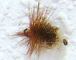 renegade fly