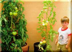 hydroponic systems